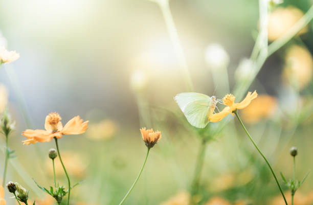 istock cute butterfly on yellow cosmos flower 679479592