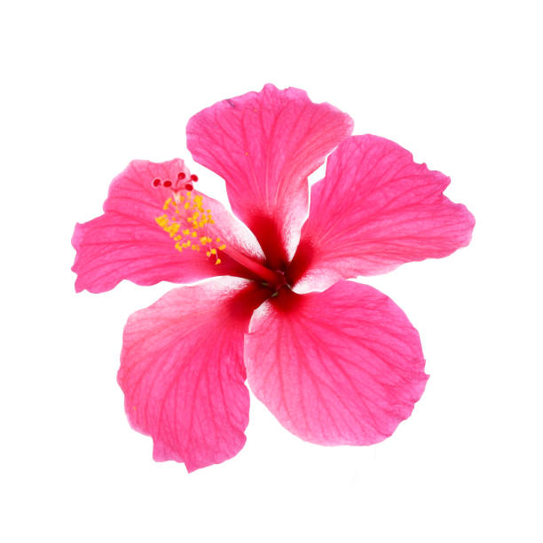 istock Pink hibiscus isolated on white background 679479956