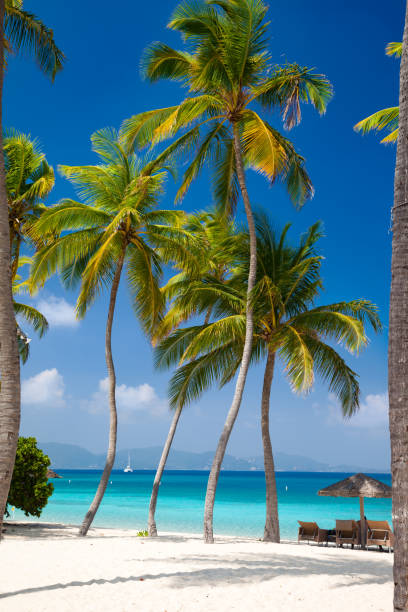 istock lounge chair under palm trees on beautiful tropical beach 679484434