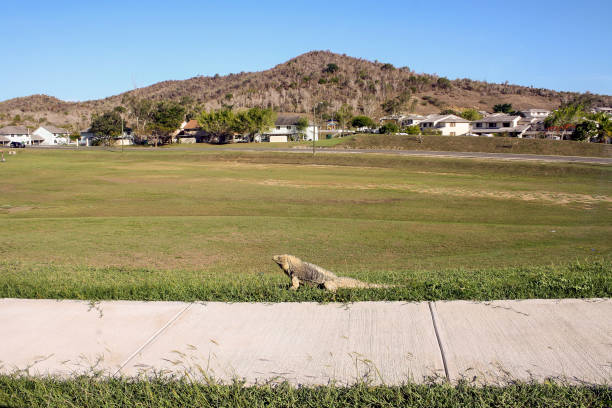 An iquana lays on the grass in front of homes in Guantanamo Bay, Cuba