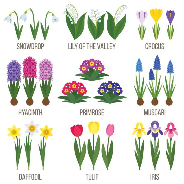 Spring flowers Big vector collection of spring flowers. Flat style. primula stock illustrations