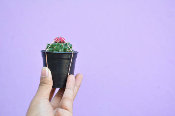 istock Little beautiful cactus  purple background , hipster tone 679484532