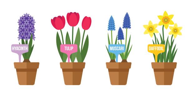 Spring flowers with labels Vector set of potted spring flowers with labels. Flat style. hyacinth stock illustrations