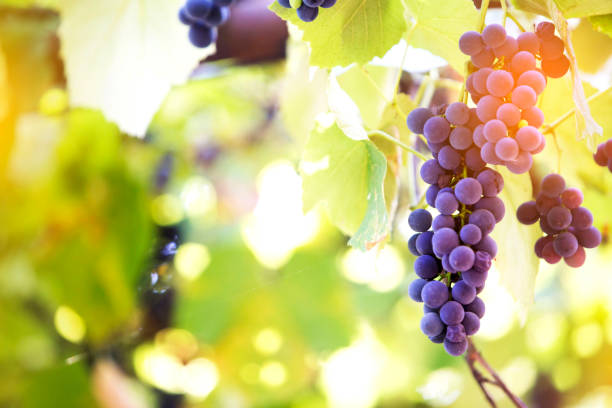 istock grapes in a basket, vineyard concept 679485110