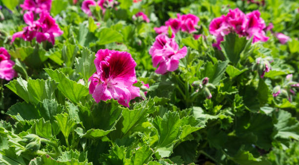 istock beautiful pink flowers 679487670