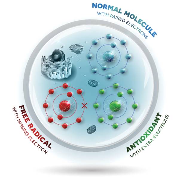 komórki ludzkie i wolne rodniki, andtioksydant i normalne cząsteczki - antioxidant stock illustrations