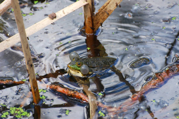 istock The edible frog (Pelophylax kl. esculentus) in mating season. 679499028