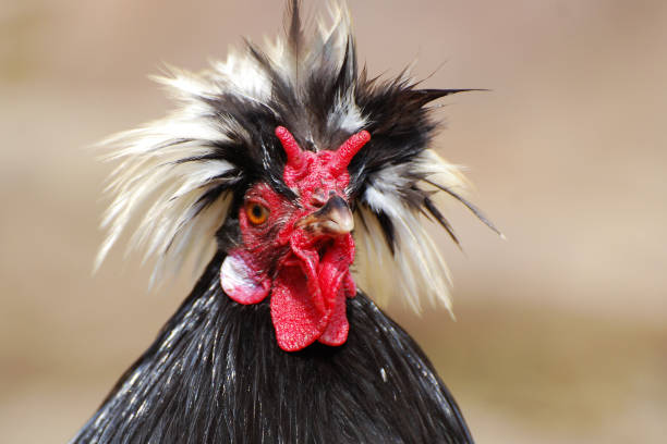 istock Beautiful multi colored rooster photographed close up. 679501328