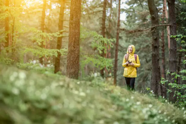 Landscape view on the pine forest with woman hiking in yellow raincoat
