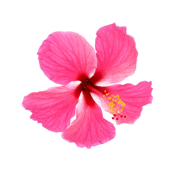 istock Pink hibiscus isolated on white background 679502414