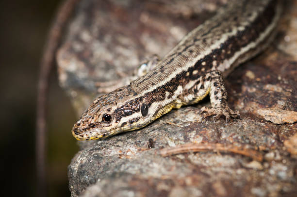 istock upper part of Podarcis muralis 679502532