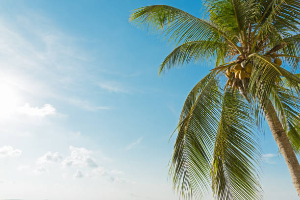 istock Coconut or palm tree with blue sky and clouds 679504860
