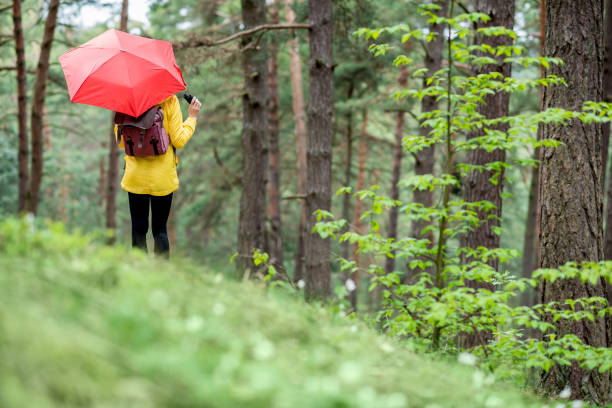istock Woman hiking in the forest 679505632