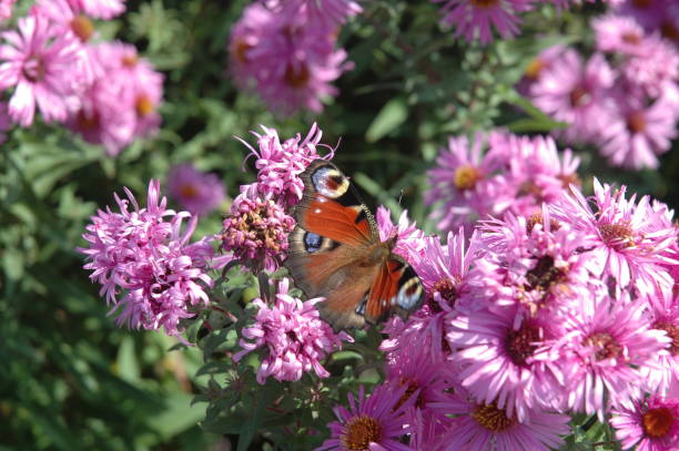 istock Peacock eye / butterfly on spring flowers 679506258