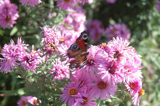 istock Peacock eye / butterfly on spring flowers 679506286