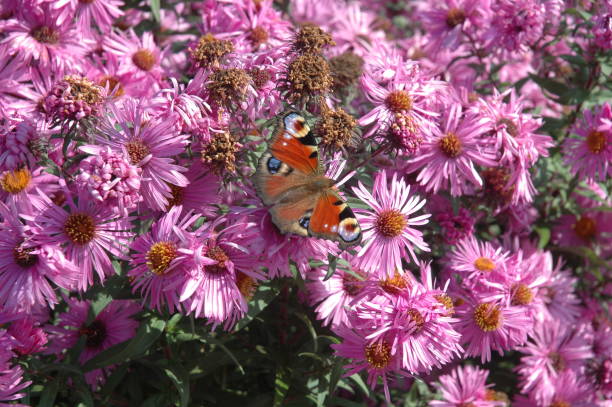 istock Peacock eye / butterfly on spring flowers 679506400