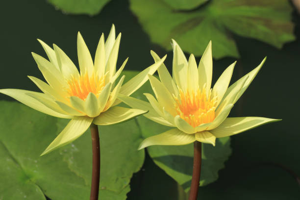 istock Two yellow waterlily or lotus flower 679506420