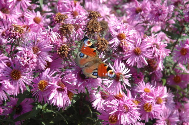 istock Peacock eye / butterfly on spring flowers 679506484