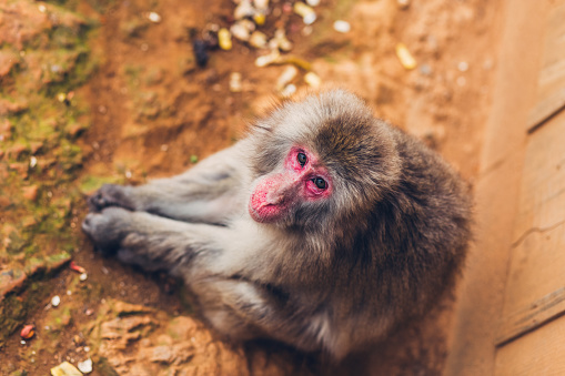 Japanese monkey sitting on ground