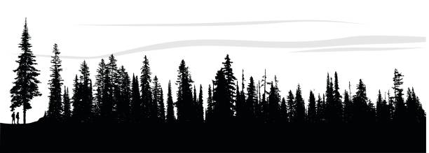 Forest Breeze silhouette illustration of a single pine tree and the bordering pine forest. frame outline silhouette stock illustrations