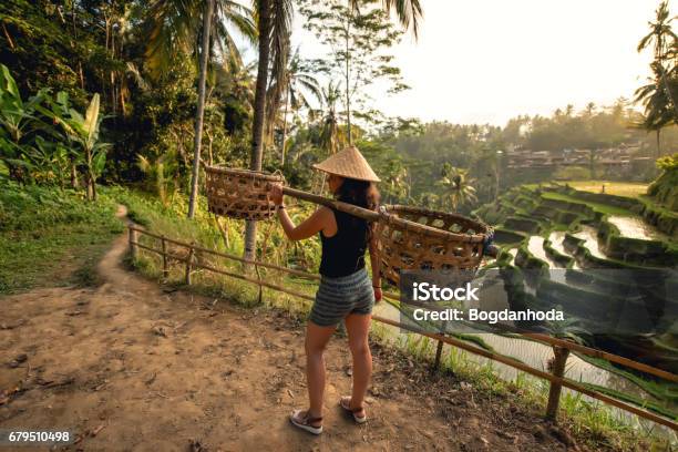 Young Worker On Rice Field Carrying Around Agricultural Details On Rice Terraces Stock Photo - Download Image Now