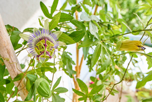 istock Passion fruit flower in wide angle shot 679511438