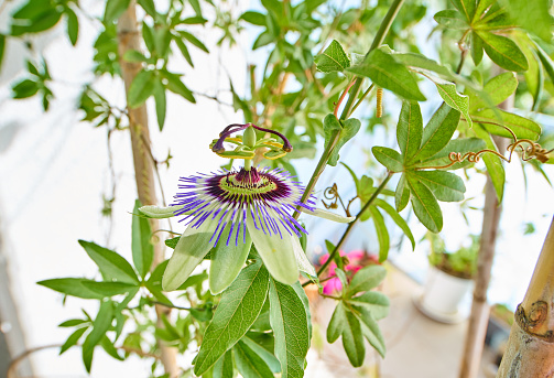 Passion fruit flower in wide angle shot. Passiflora caerulea