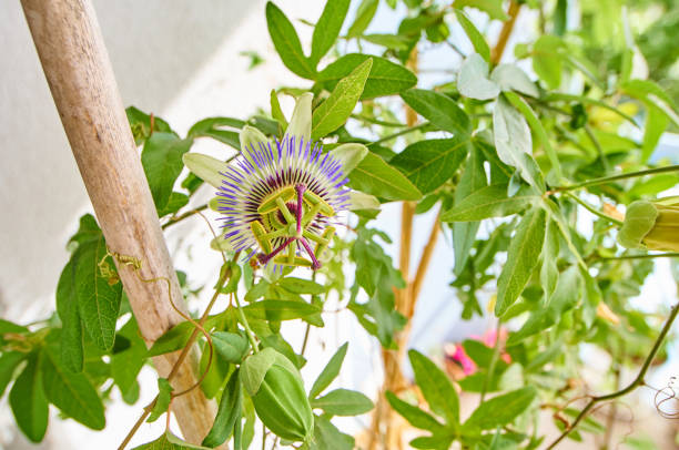 istock Passion fruit flower in wide angle shot 679511466