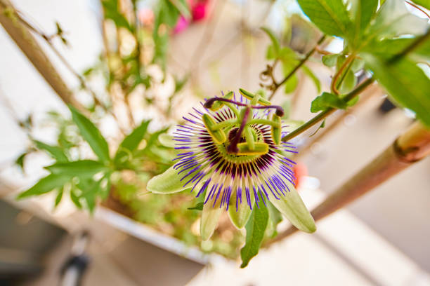 Scarlet flame red passionflower called Passiflora miniata blooms on a vine in Southern Florida