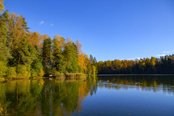 istock Autumn forest reflection in pond, Aegviidu, Estonia 679511508
