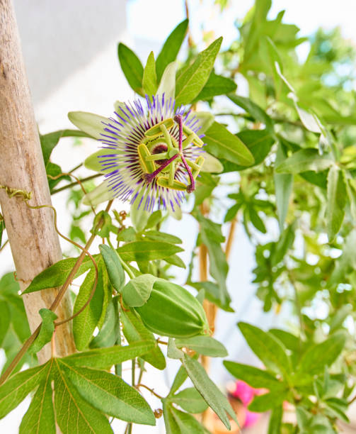 istock Passion fruit flower in wide angle shot 679511806