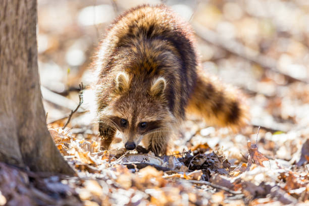 Red furred Raccoon. A reddish fur variety of Raccoon searching for large earth worms in a swaped forested area in Quebec, Canada. red panda small panda raccoon family stock pictures, royalty-free photos & images
