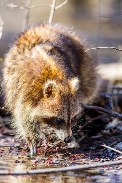 Red furred Raccoon. A reddish fur variety of Raccoon searching for large earth worms in a swaped forested area in Quebec, Canada. red panda small panda raccoon family stock pictures, royalty-free photos & images