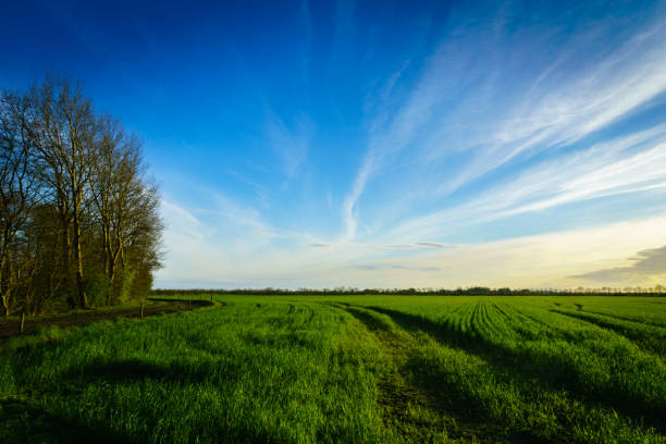 Green farm field in spring, taken at sunset