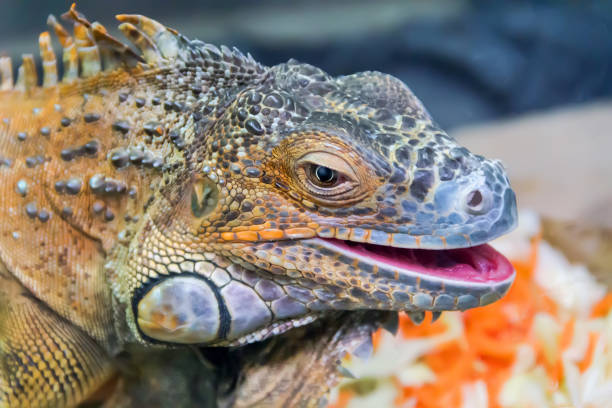 istock Head of iguana closeup 679512370