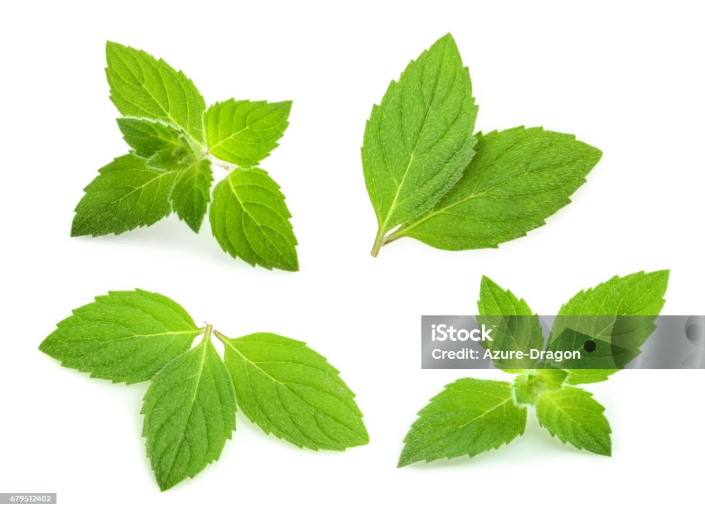 mint leaves isolated. set Menthol Stock Photo