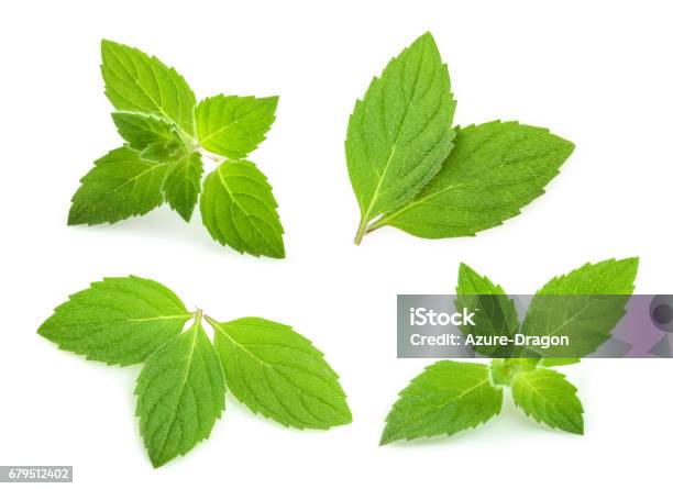Mint Leaves Isolated Set Stock Photo - Download Image Now - Menthol, Mint Leaf - Culinary, Leaf