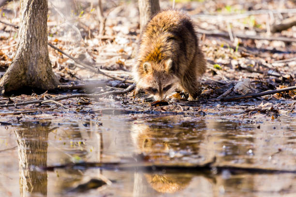 Red furred Raccoon. A reddish fur variety of Raccoon searching for large earth worms in a swaped forested area in Quebec, Canada. red panda small panda raccoon family stock pictures, royalty-free photos & images