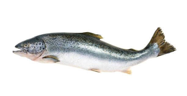istock Salmon fish isolated on white without shadow 679512826
