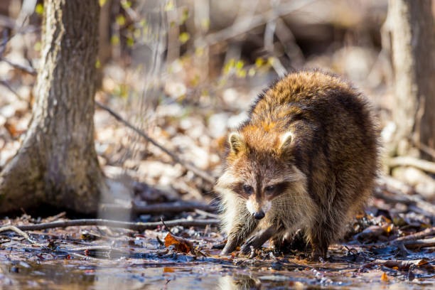 Red furred Raccoon. A reddish fur variety of Raccoon searching for large earth worms in a swaped forested area in Quebec, Canada. red panda small panda raccoon family stock pictures, royalty-free photos & images