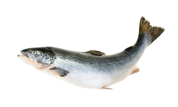 ryby łososiowe wyizolowane na białym bez cienia - chinook salmon zdjęcia i obrazy z banku zdjęć