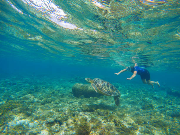 istock Woman swimming with sea turtle. 679513120