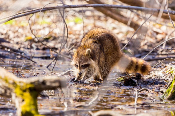 Red furred Raccoon. A reddish fur variety of Raccoon searching for large earth worms in a swaped forested area in Quebec, Canada. red panda small panda raccoon family stock pictures, royalty-free photos & images