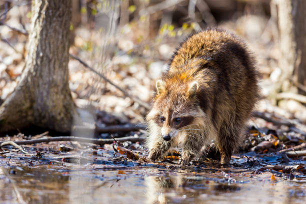 Red furred Raccoon. A reddish fur variety of Raccoon searching for large earth worms in a swaped forested area in Quebec, Canada. red panda small panda raccoon family stock pictures, royalty-free photos & images