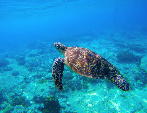 istock Green turtle swimming in tropical seawater. 679514052