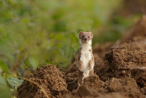 A Common Weasel (Mustela nivalis) also known as Least Weasel standing alert on the edge of a ploughed field, looking at the camera, against a partially blurred background, East Yorkshire, UK