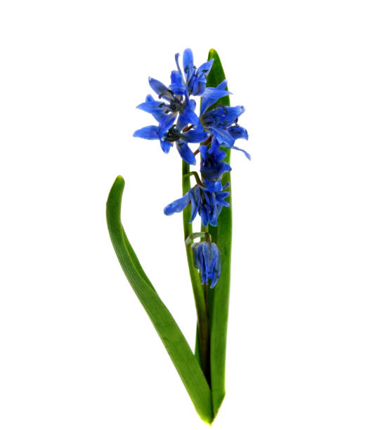 istock Early spring flowers ( Viola odorata) isolated on white background. 679514414