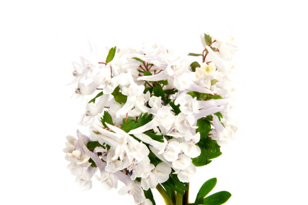 istock Early spring flowers isolated on white background. 679514774