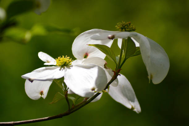 istock Dogwood Flowers 679514816