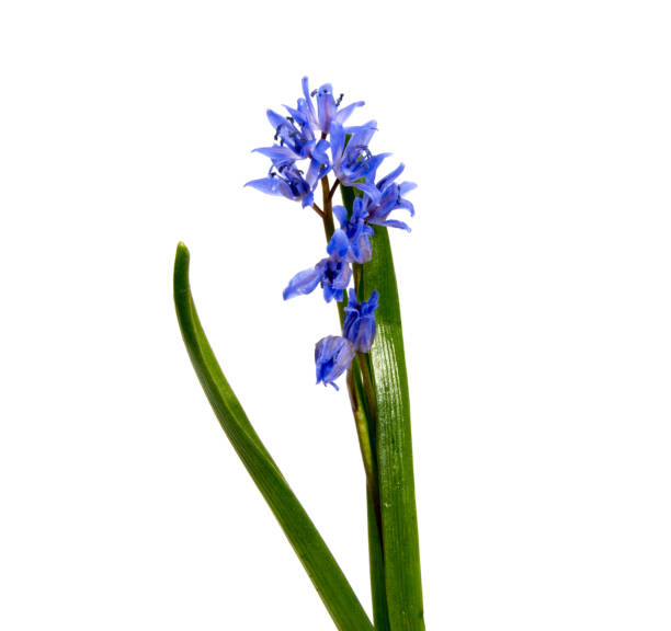 istock Early spring flowers ( Viola odorata) isolated on white background. 679514828